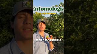 Tipos de metamorfosis en insectos 🐞 #insects #entomology #metamorphosis #agronomia #johanserratos