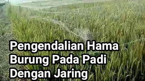Pengendalian Hama Burung Dengan Jaring Pada Budidaya Padi