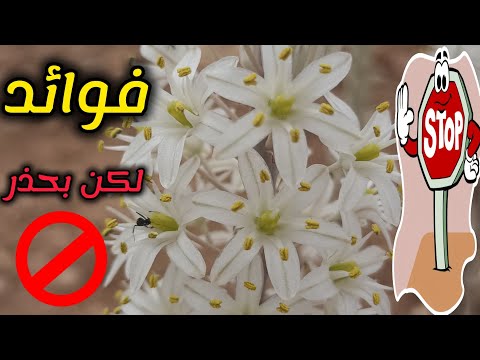 نبتة خطيرة علاج مذهل أم سم قاتل نبات عنصل بحري