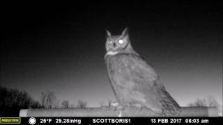 Great Horned Owl male calls in a female for "date night" on the perch, February 2017