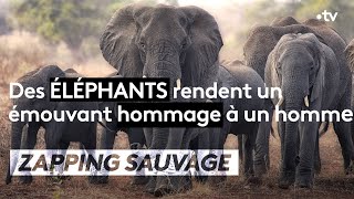 Émouvant : un éléphant rend hommage à un homme décédé - ZAPPING SAUVAGE