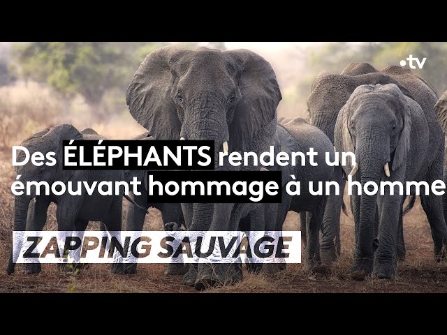 Émouvant \: un éléphant rend hommage à un homme décédé - ZAPPING SAUVAGE