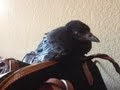 How do you raise a baby crow like our Edgar??