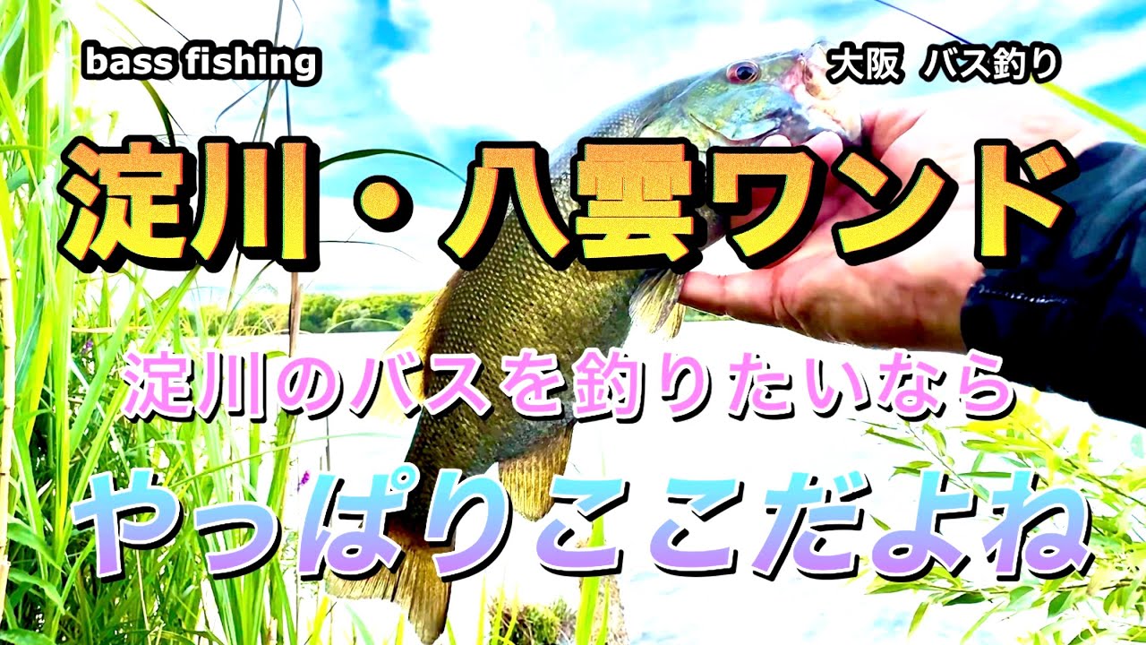 淀川・八雲ワンドでバス釣り🎣やっぱり釣れるのはココだね！#bassfishing #バス釣り  #淀川