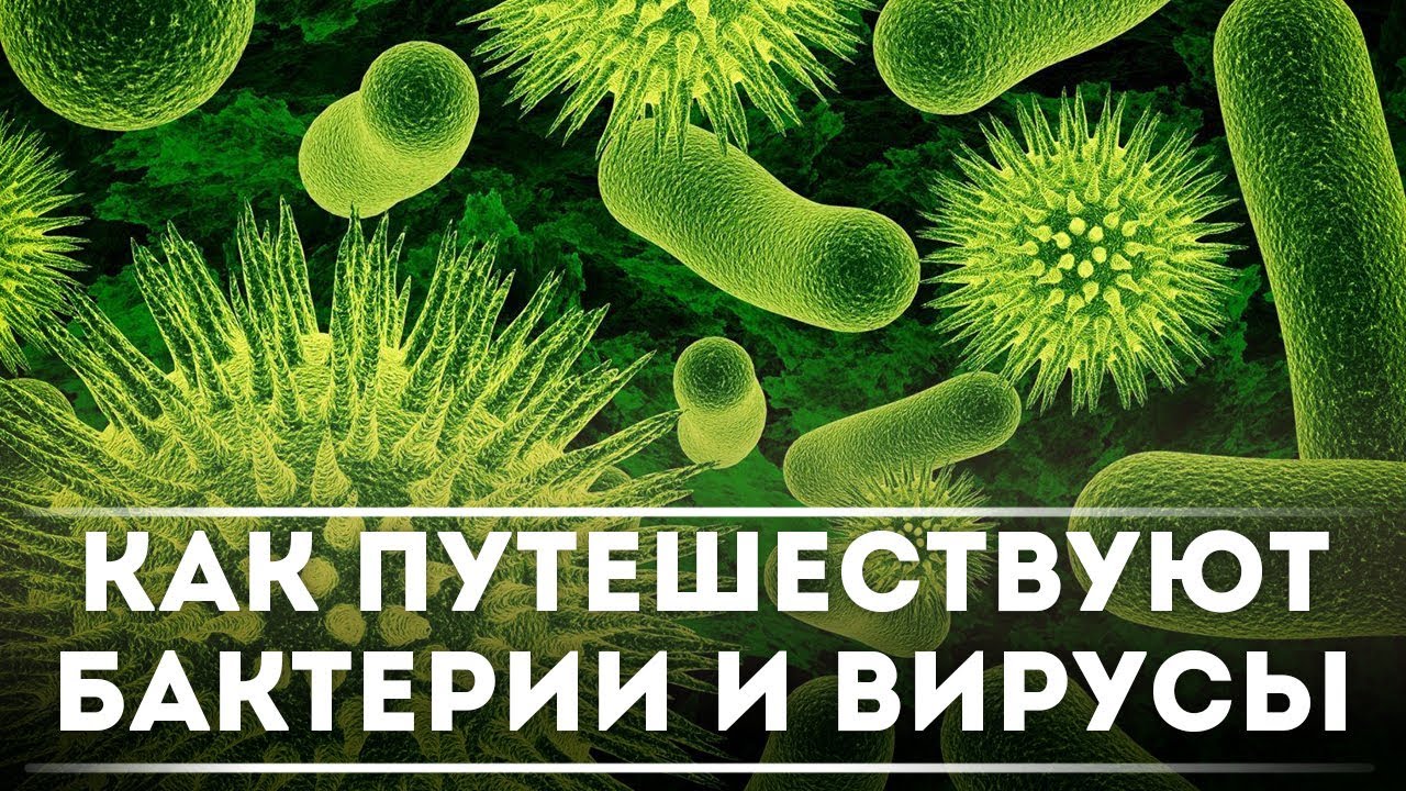 Вокруг света за пару дней - Как перемещаются бактерии и вирусы ...