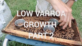 Low Varroa Growth Part 2