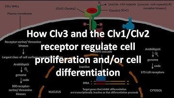 How Clv3 and the Clv1/Clv2 receptor regulate cell proliferation and/or cell differentiation
