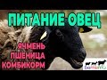 Питание скота. Ячмень. Пшеница. Комбикорм. Плющилка.