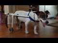 16 year old Jack Russell Terrier with homemade DIY dog PVC wheelchair