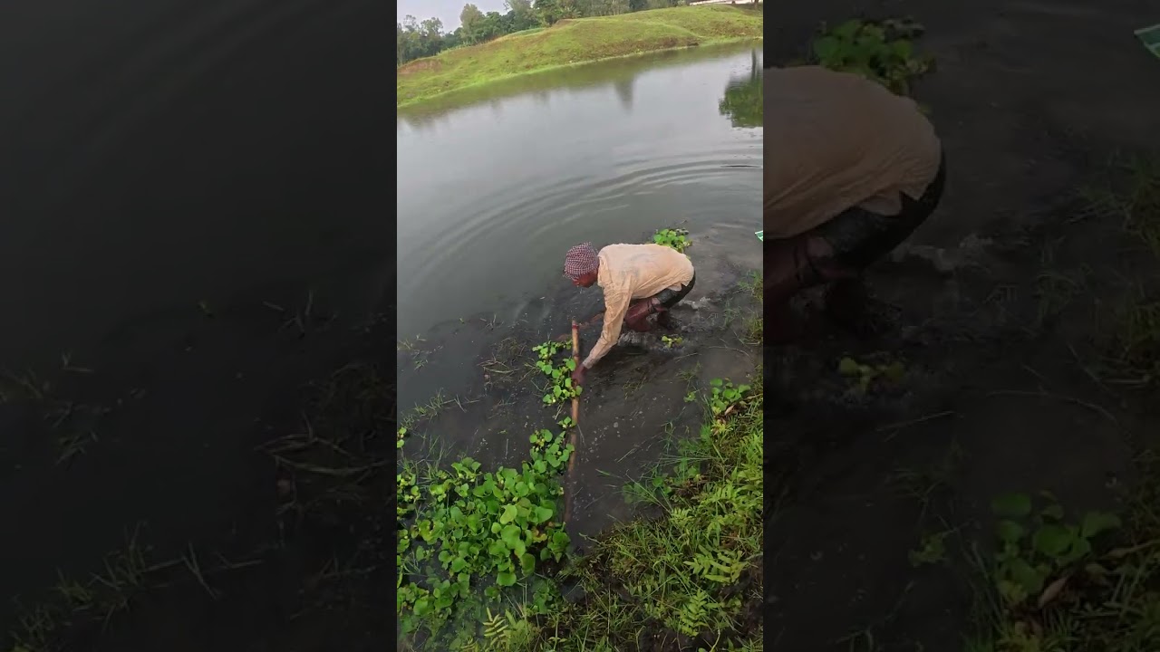 Amazing Net Fishing Life in the Heart of the Village River”
