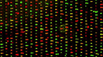 Deformability-based microfluidic cell pairing and fusion