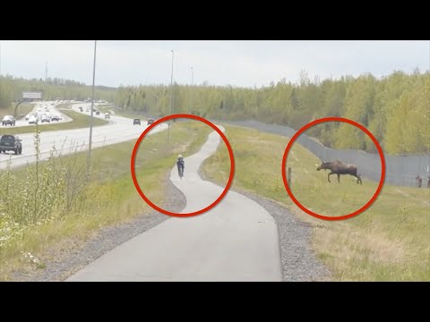 Video: Dør blekksprut etter parring?