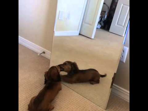 Image result for dachshund looking in mirror