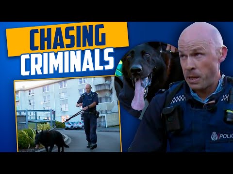 Video: Ofițerii folosesc Cheetos și buștenii de burtă pentru a negocia cu câine fugar pe fugă