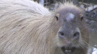 Extraordinary Cry of A Male Capybara