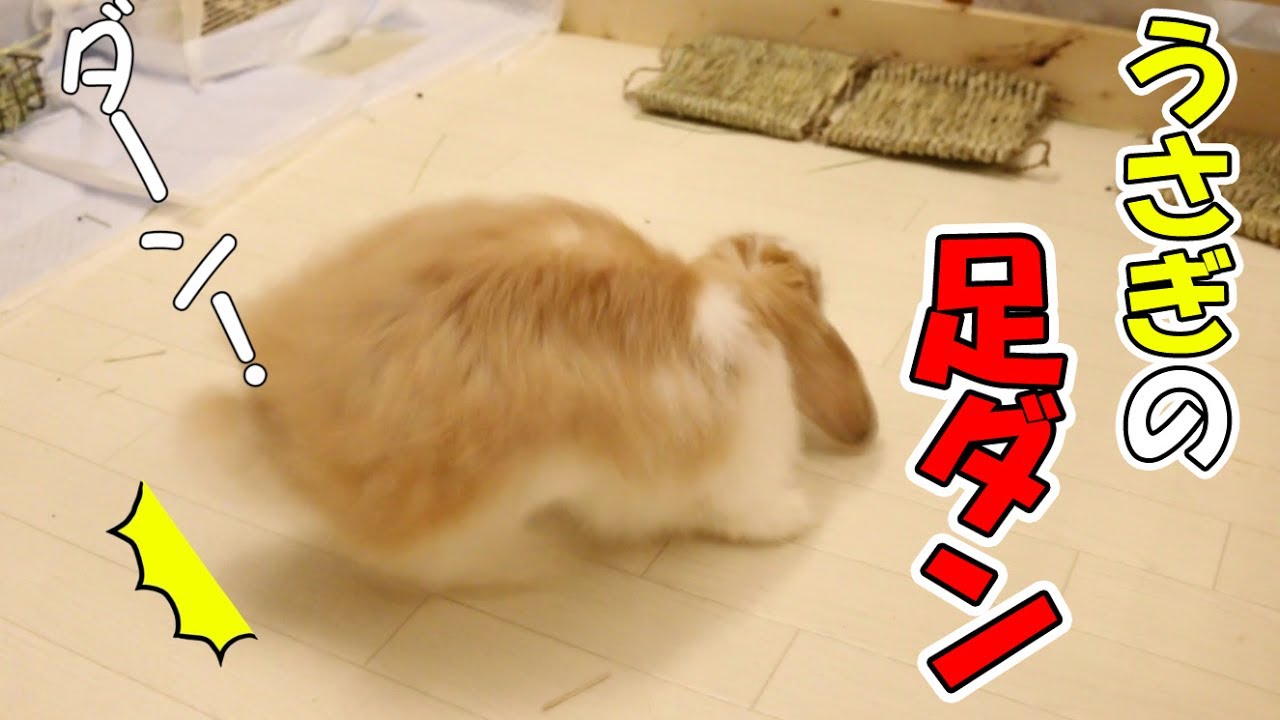 うさぎの足ダン Rabbit Stamping Youtube