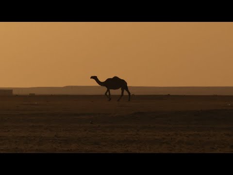 Camel Ride in Egypt