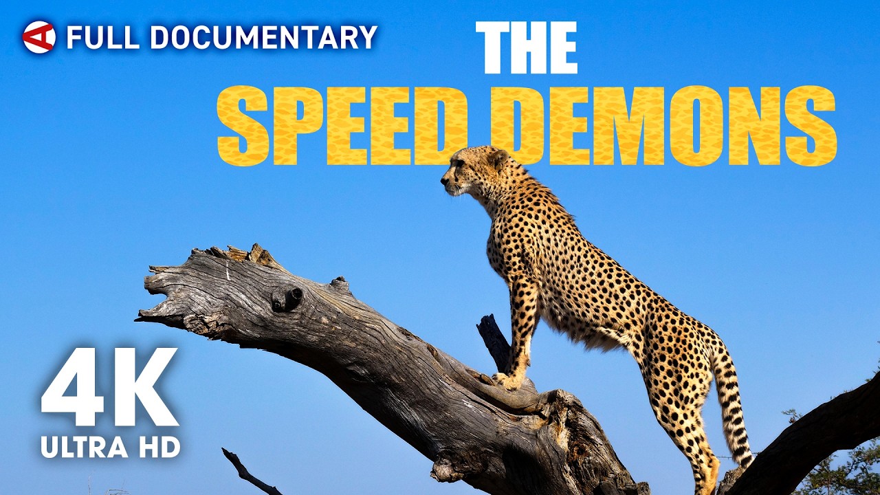 The Fastest Animals on Earth | Full 4K Nature Documentary - YouTube