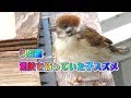 Ep46 ５日間も退院する私を待っていた可愛いすぎる子スズメ