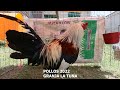 POLLO GIRO/KELSO 2022 - GRANJA LA TUNA