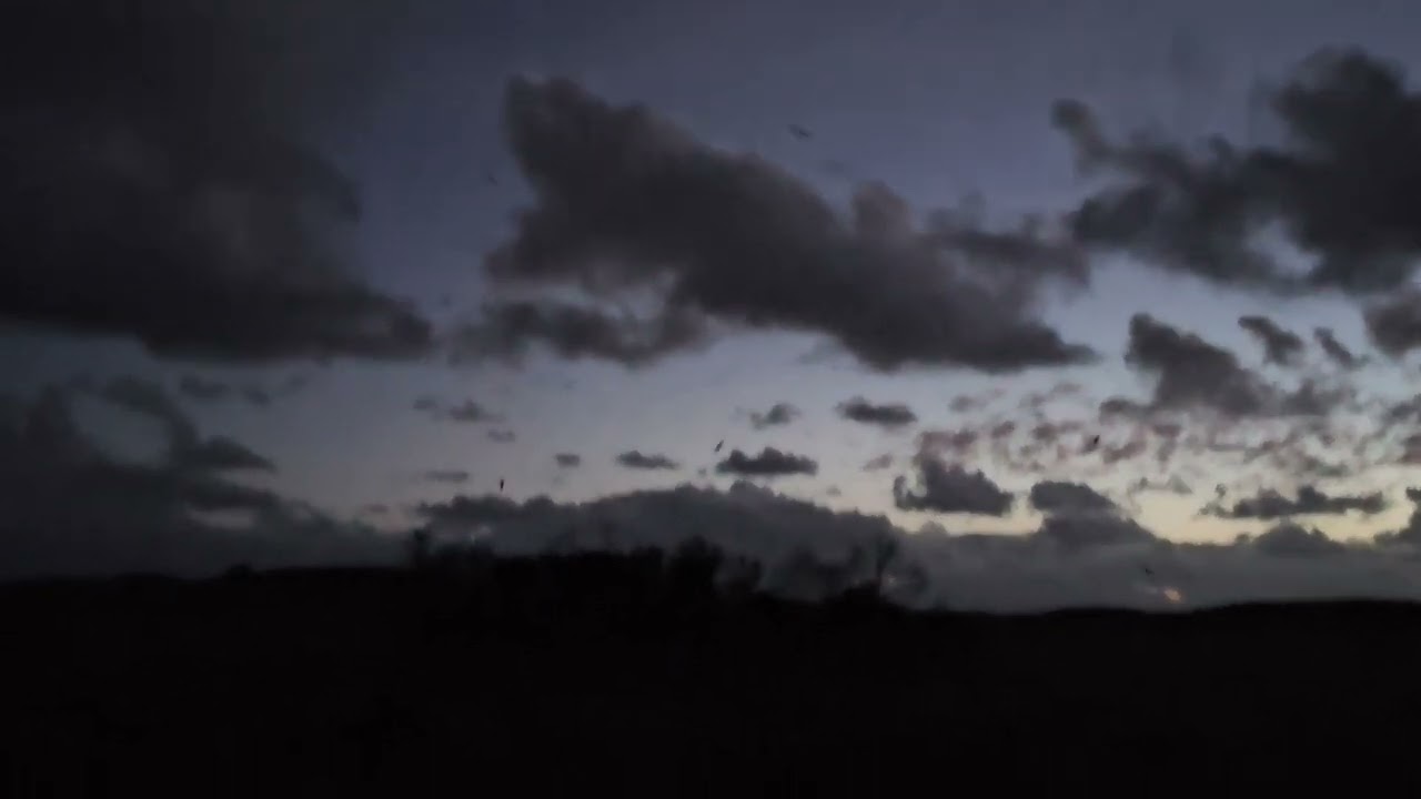 Shearwaters at Griffith Island 