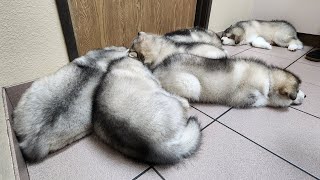 sleepy puppies at 1st vet checkup. tired after getting vaccines & dewormed & chipped. by Maukadorable 2,354 views 2 months ago 40 seconds