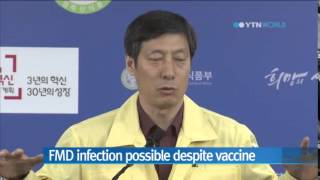 Animals may catch FMD despite vaccination: Authorities / YTN