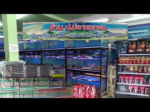 ป.ปลาตากลม ร้านปลาสวยงาม และจำหน่ายอาหารสัตว์เลี้ยง จ.ร้อยเอ็ด By ท๊อป