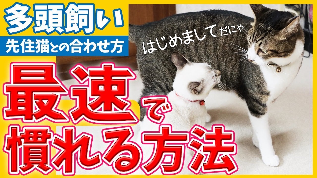 Want another cat…! Watch this before you get one!!】The pitfalls