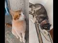 funny husky and cat# cat # dog #
