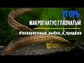 УГОРЬ Макрогнатус глазчатый (Macrognathus aculeatus) | НЕОБЫЧНЫЕ аквариумные рыбки