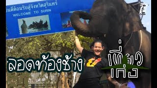 เที่ยวเก่ง Ep. 2 | ลอดท้องช้าง ศูนย์คชศึกษา หมู่บ้านช้างที่ใหญ่ที่สุดในโลก จ.สุรินทร์