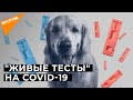 Нюх на COVID-19: могут ли собаки распознать зараженных коронавирусом?