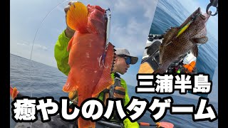 三浦半島青物不発もハタは裏切らない