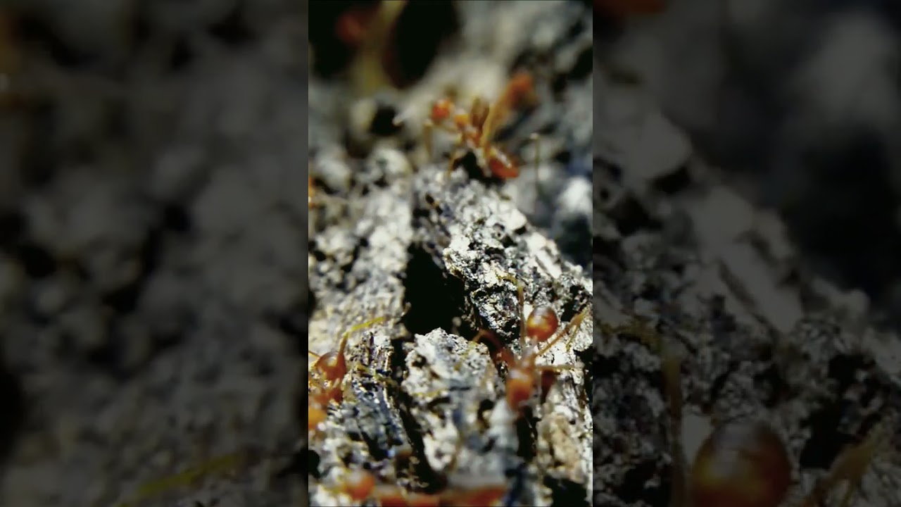 Woow! there so many giant red ants 