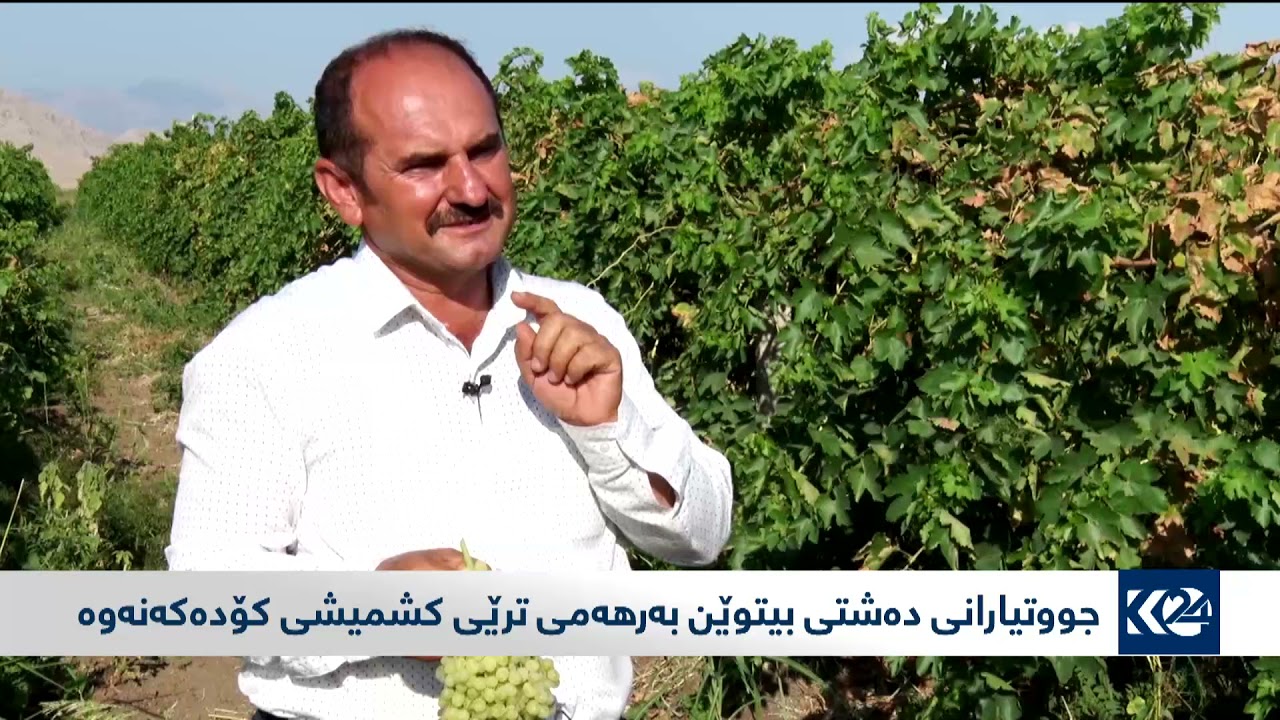 جووتیارانی دەشتی بیتوێن بەرهەمی ترێی کشمیشی کۆدەکەنەوە