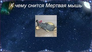 К чему снится Мертвая мышь (Сонник) К чему снится Мертвая мышь (Сонник)
