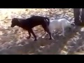 dog meeting to goat so hard كلب يتزاوج مع معزة