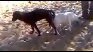 dog meeting to goat so hard كلب يتزاوج مع معزة