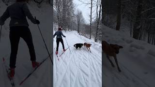 Cross-country skiing with dogs ⛷️🐶 #nordicskiing #dogs #gorskikotar #croatia