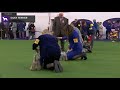 Silky Terriers | Breed Judging 2020 の動画、YouTube動画。