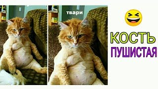 Лютые приколы ✓ Он говорил, что кость пушистая / Мемы недели про школу, юмор, угарные Лютые приколы ✓ Он говорил, что кость пушистая / Мемы недели про школу, юмор, угарные