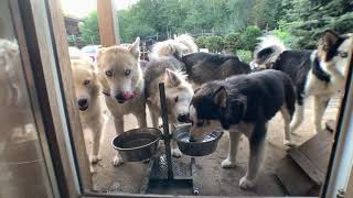 9 THIRSTY HUSKIES PART 2 by The Husky Family 7,104 views 4 years ago 1 minute, 43 seconds