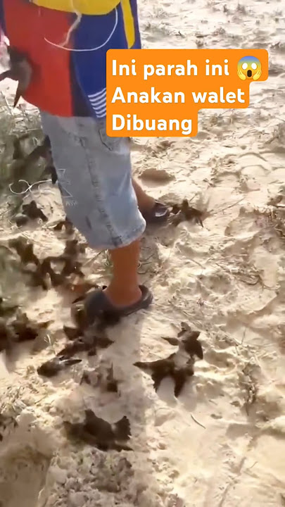Orang Ini membuang anakan burung walet yang baru belajar terbang !??