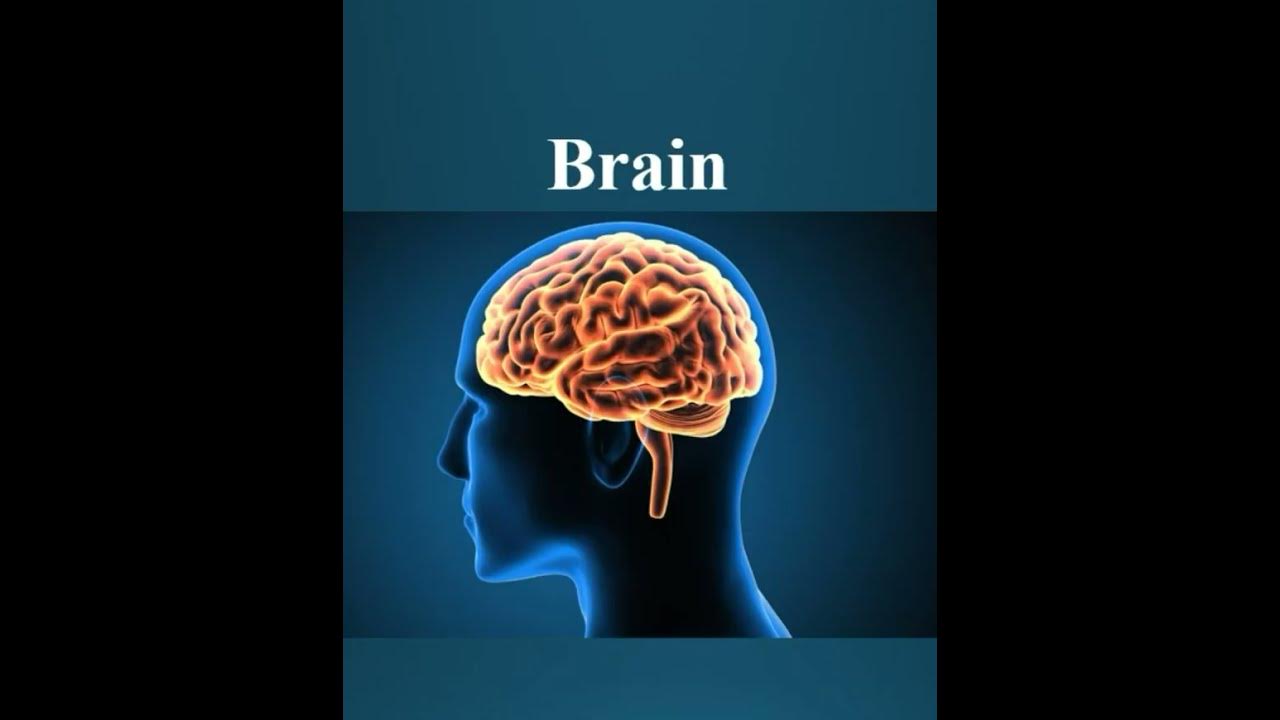 the-three-largest-human-organs-youtube