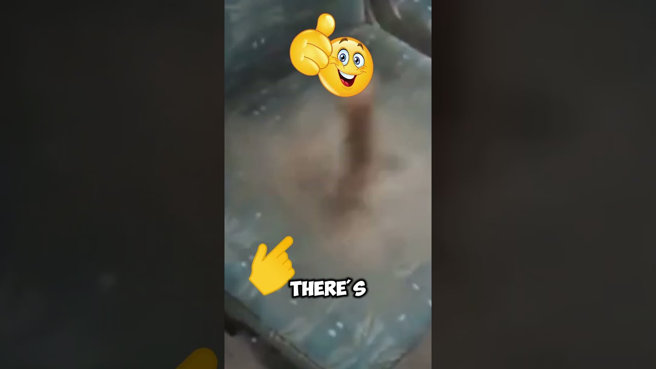 Things Humans Were Never Meant To See Shorts Memes