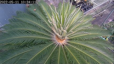 Sago Palm new growth time lapse June 2022