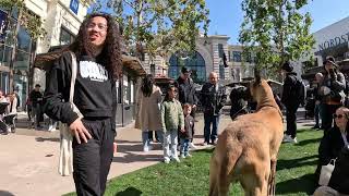 Cash 2.0 Great Dane and Rowdy at The Grove and Farmers Market in Los Angeles 1