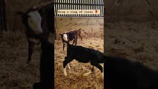 ring o ring of roses 🌹  #calvesfarming #calves #calf #happy calves #calfrearing #agrilass #farmer
