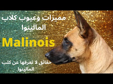 فيديو: 5 أشياء لم تكن تعرفها عن البلجيكية Malinois